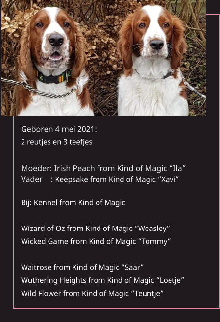 Geboren 4 mei 2021:  2 reutjes en 3 teefjes  Moeder: Irish Peach from Kind of Magic “Ila”Vader    : Keepsake from Kind of Magic “Xavi”  Bij: Kennel from Kind of MagicWizard of Oz from Kind of Magic “Weasley” Wicked Game from Kind of Magic “Tommy”  Waitrose from Kind of Magic “Saar” Wuthering Heights from Kind of Magic “Loetje”Wild Flower from Kind of Magic “Teuntje”