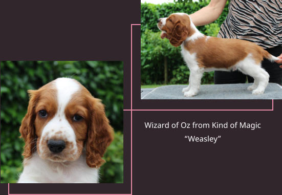 Wizard of Oz from Kind of Magic “Weasley”