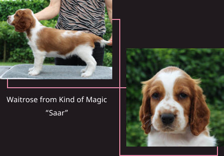 Waitrose from Kind of Magic “Saar”